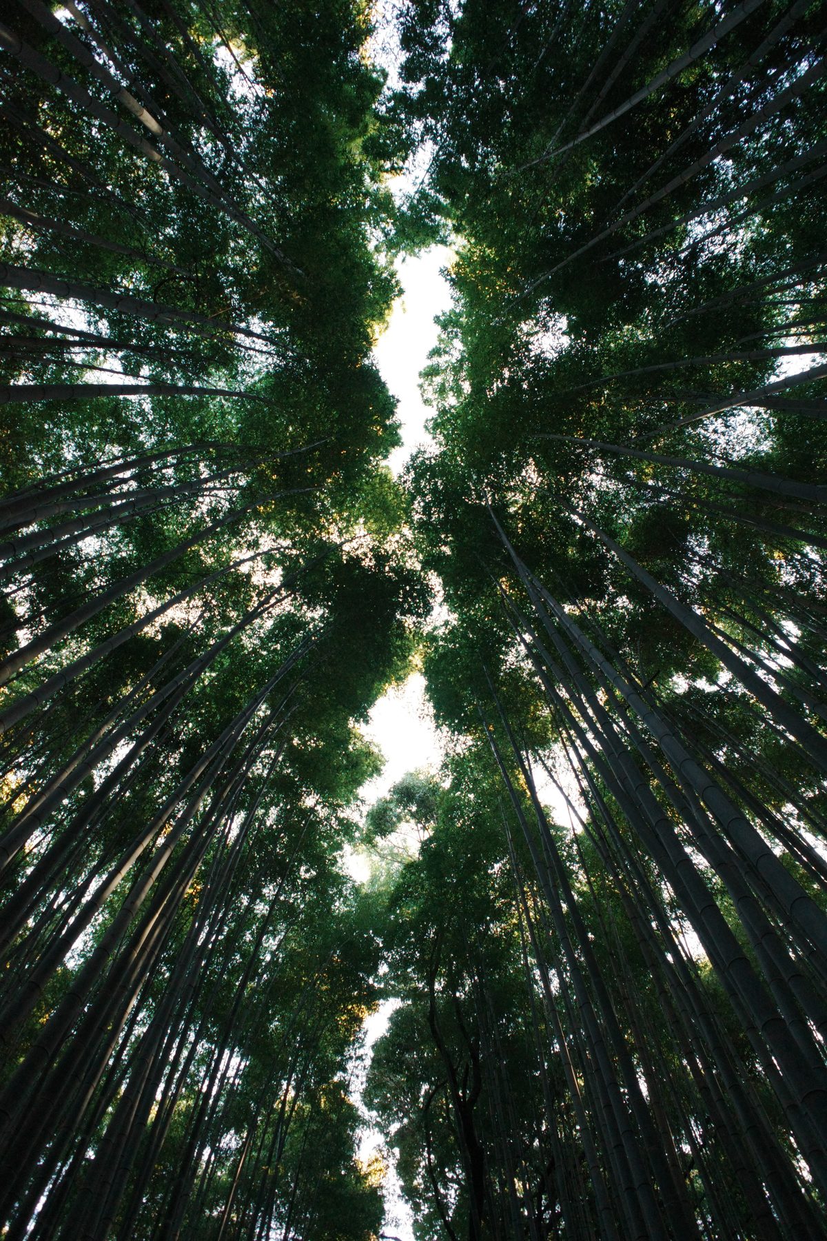 Looking up in the bamboo grove