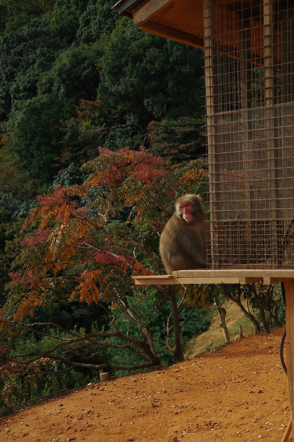 A macaque at the monkey park