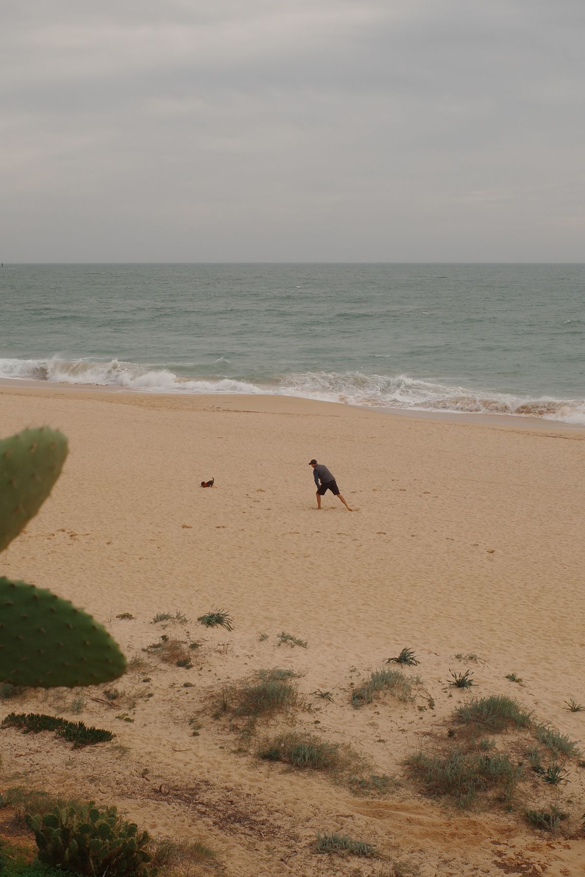 The dunes behind the beach