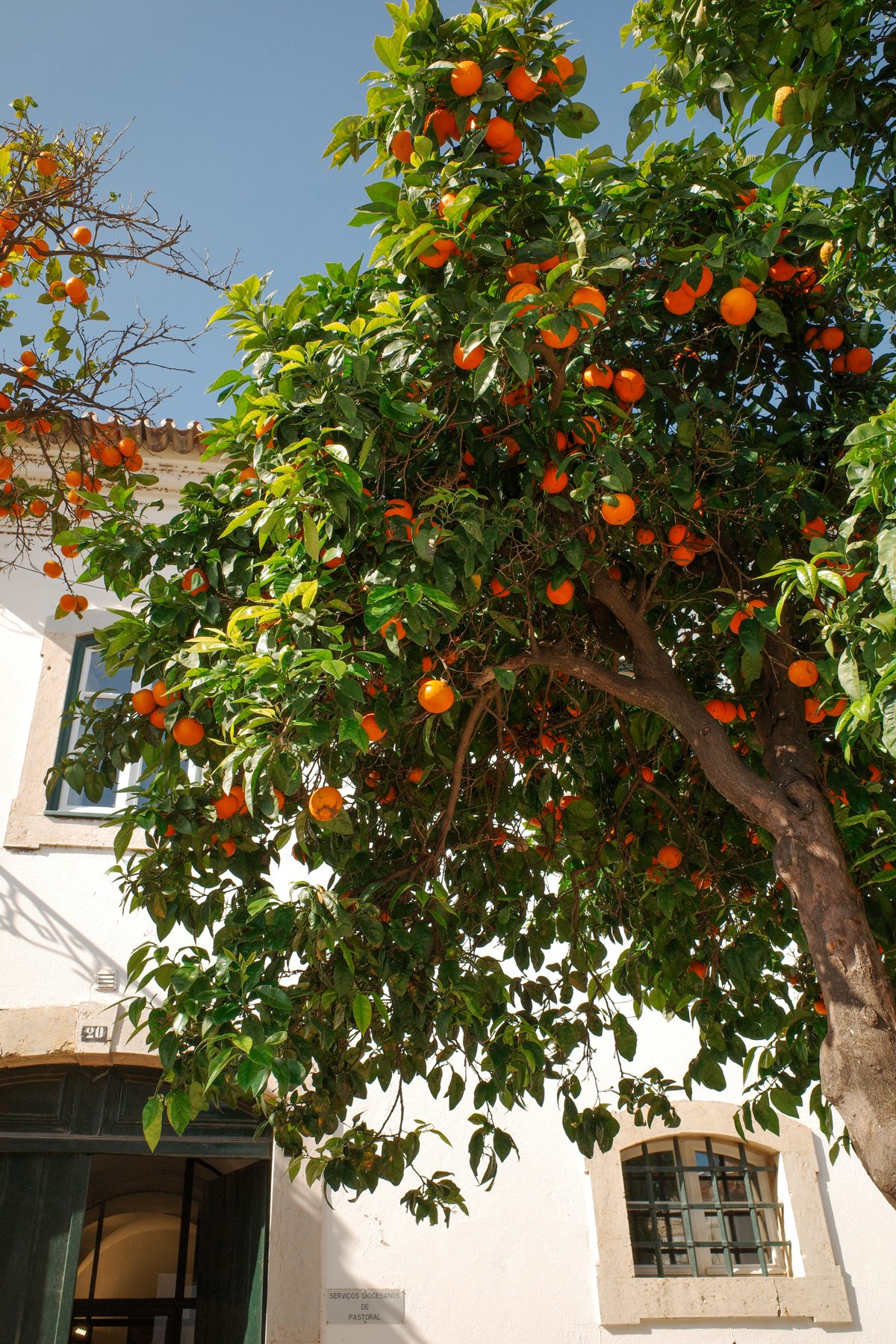 Orange trees against a white wall in Faro