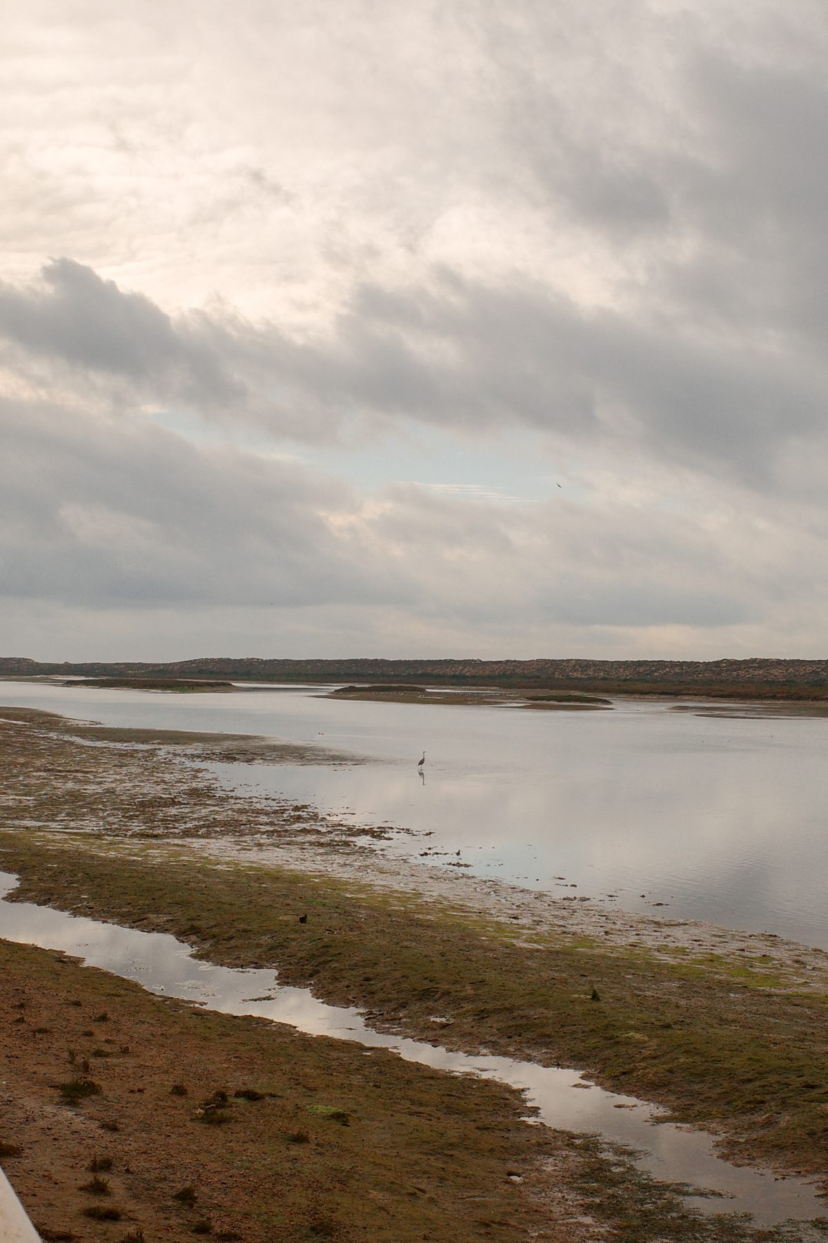 The salt marshes of the Ria Formosa