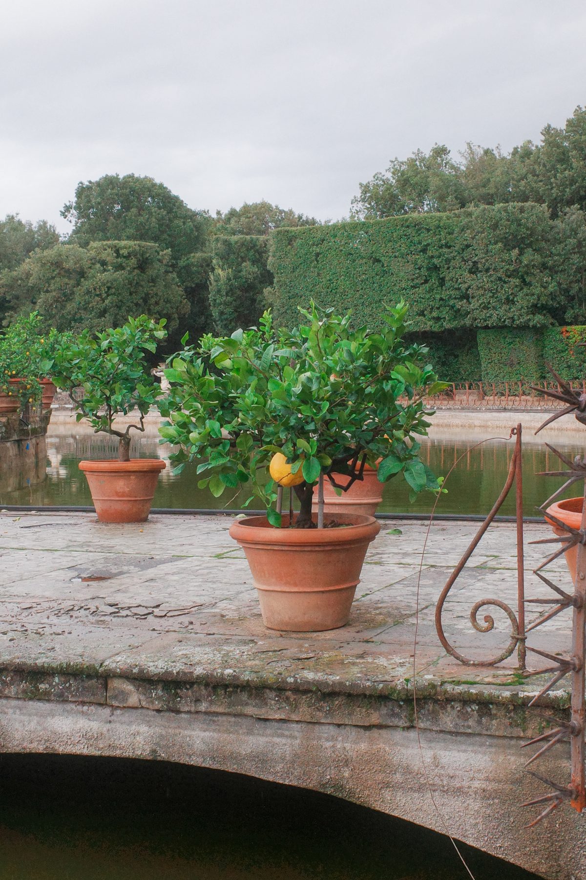 Lemon trees in the Boboli Gardens