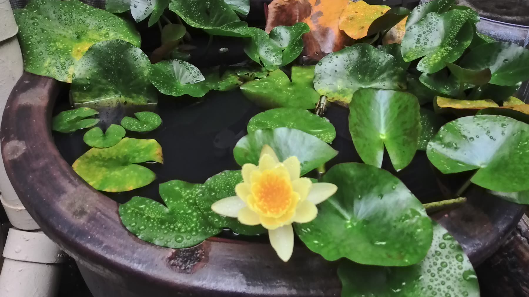 Flowers in a water basin
