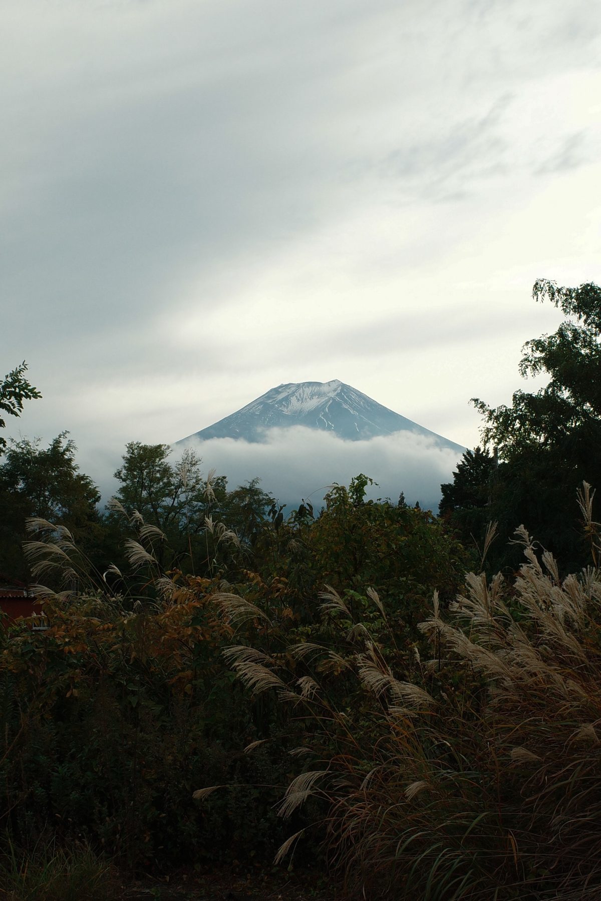 Fuji behind the grasses