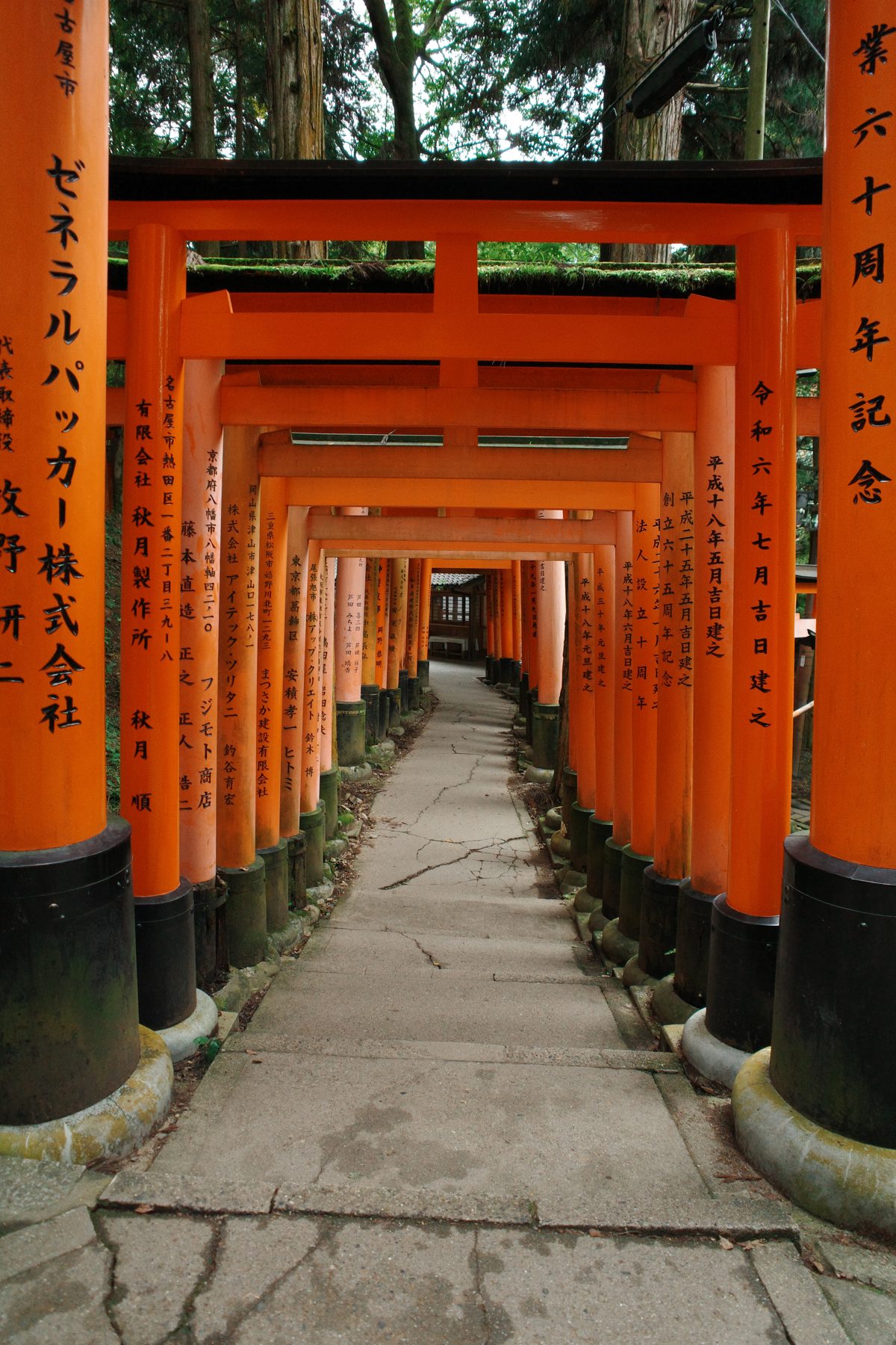 The path between the torii