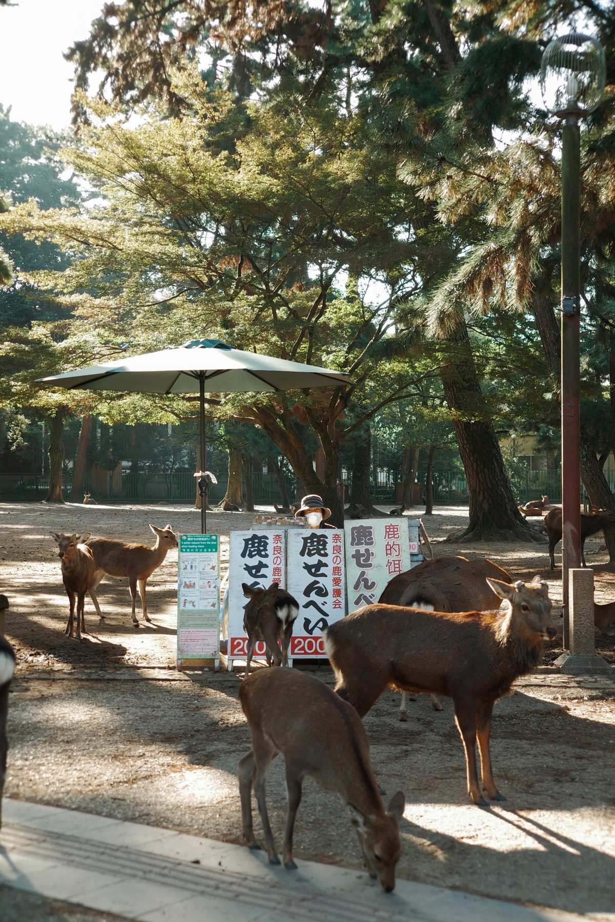 A deer under a parasol