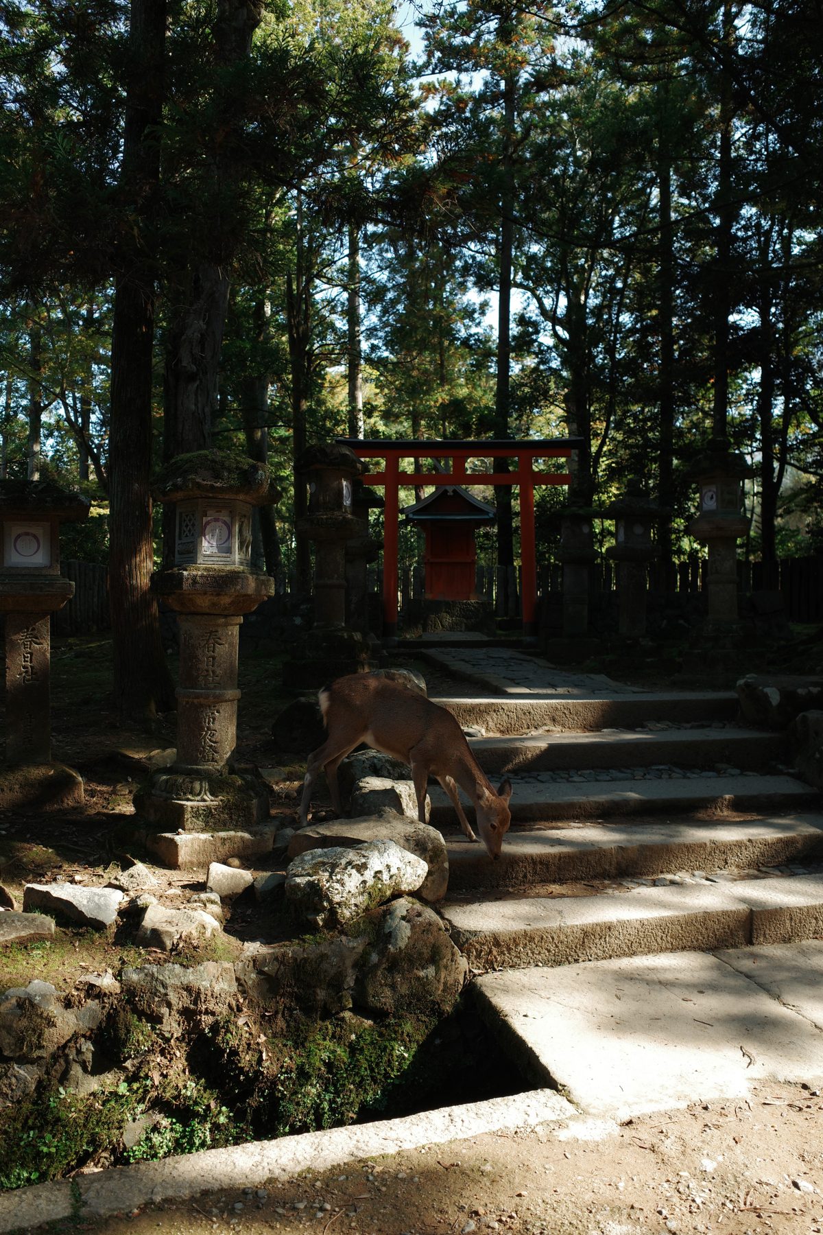 A deer on a path
