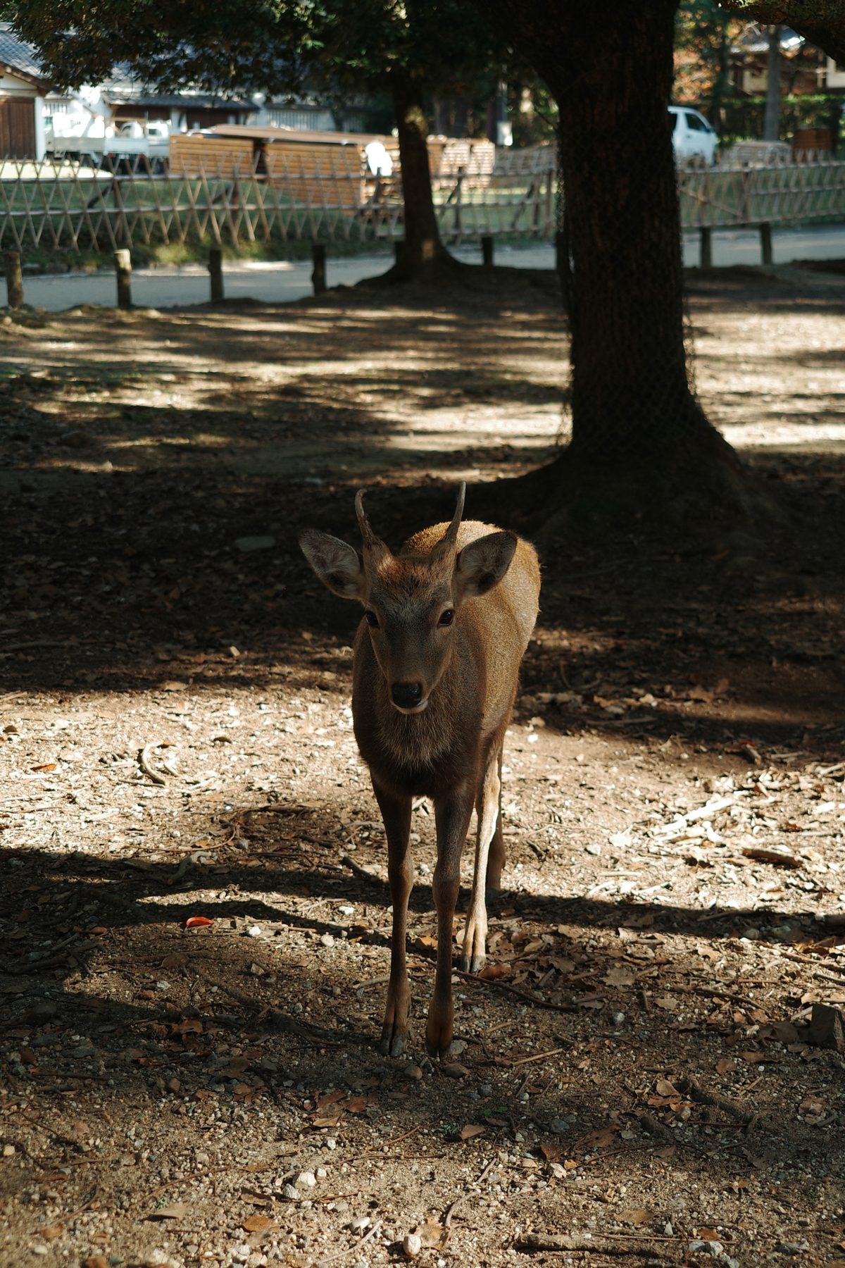 A deer portrait