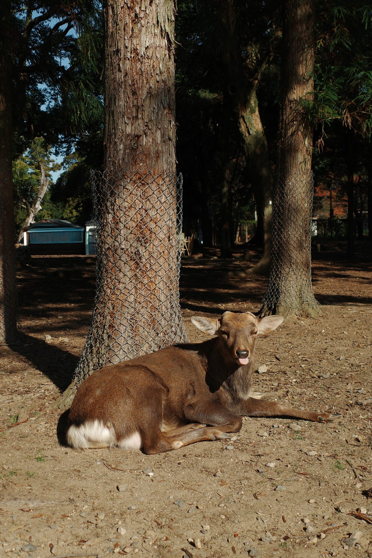 A deer resting under a tree