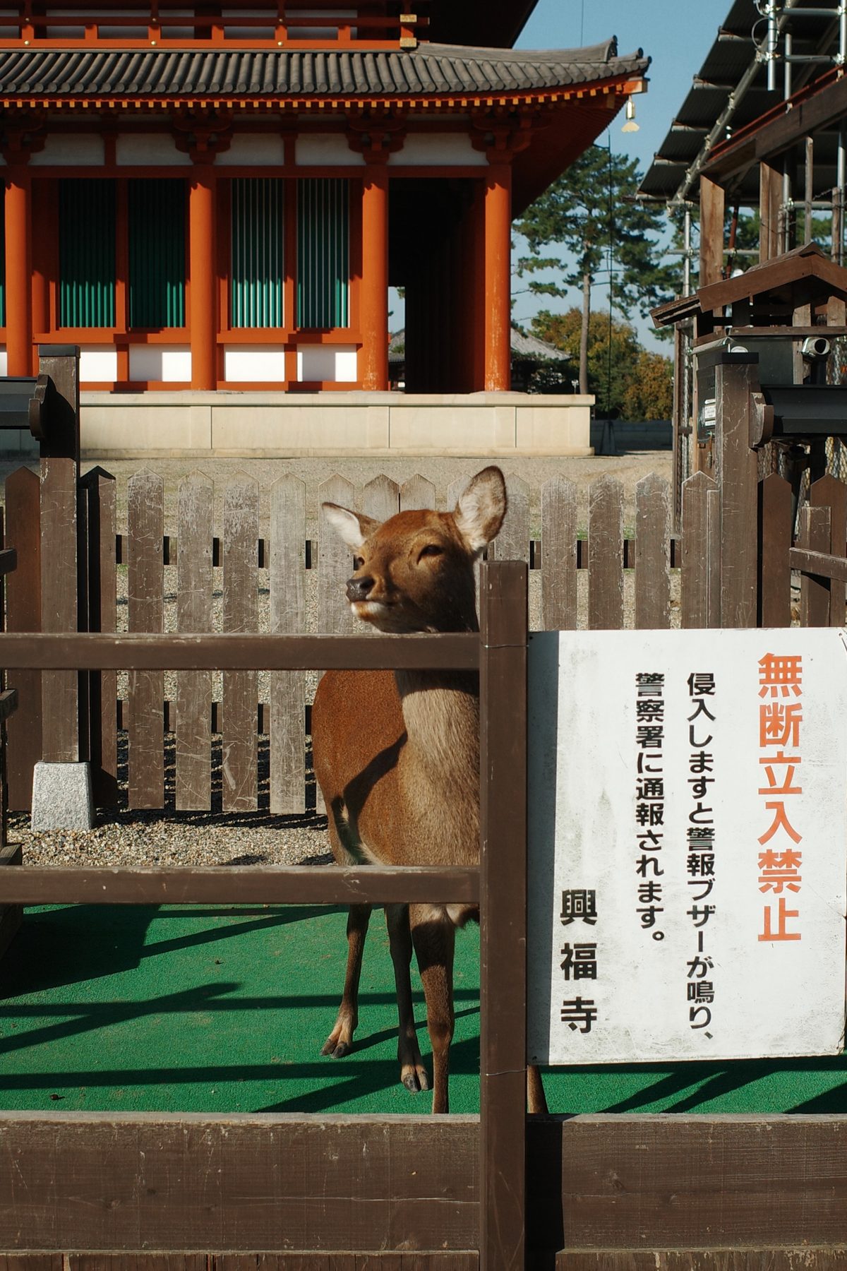 A deer in front of a sign