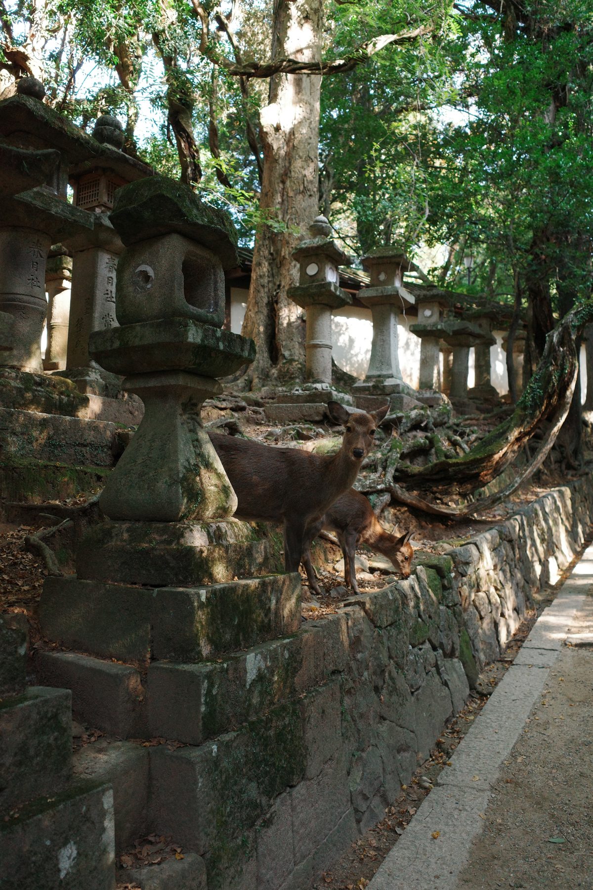 Deer on the temple steps