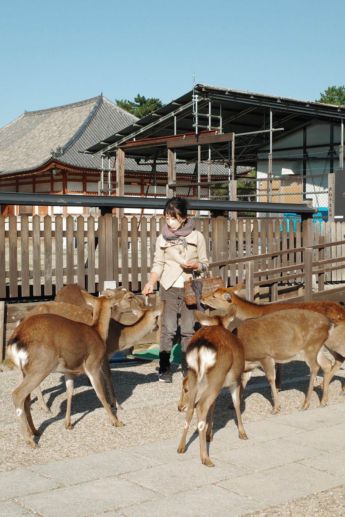 Deer in the street