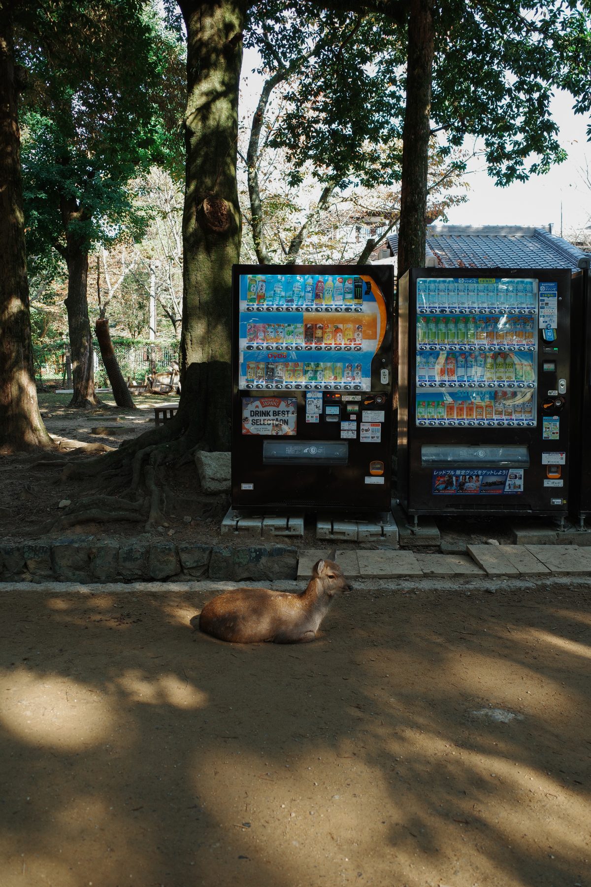 A deer beside the vending machines