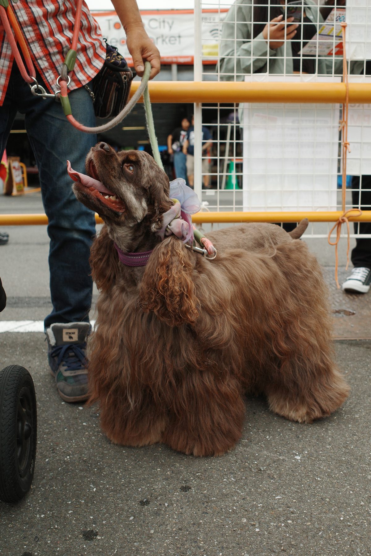 A dog at the market