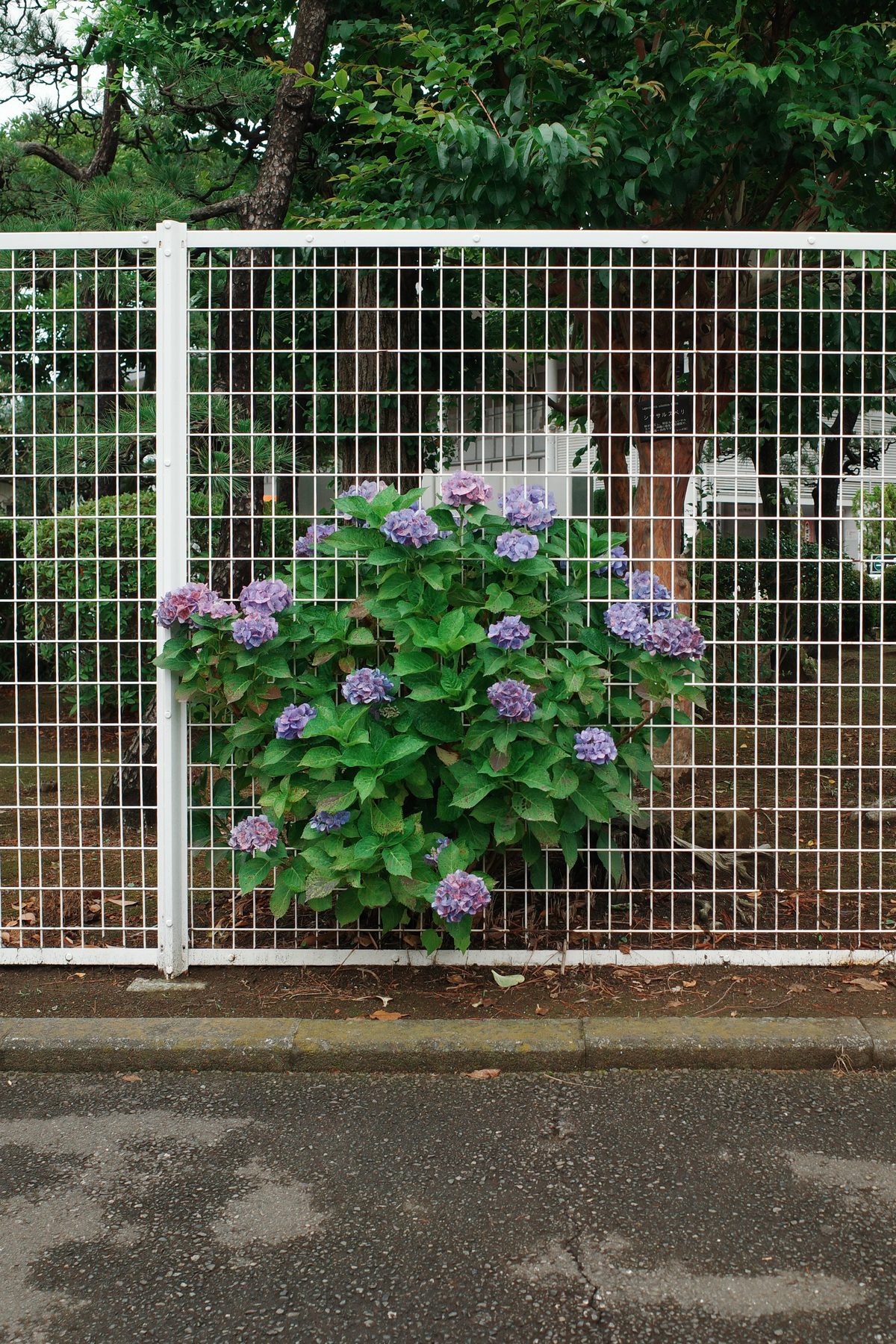 Hydrangeas against a fence