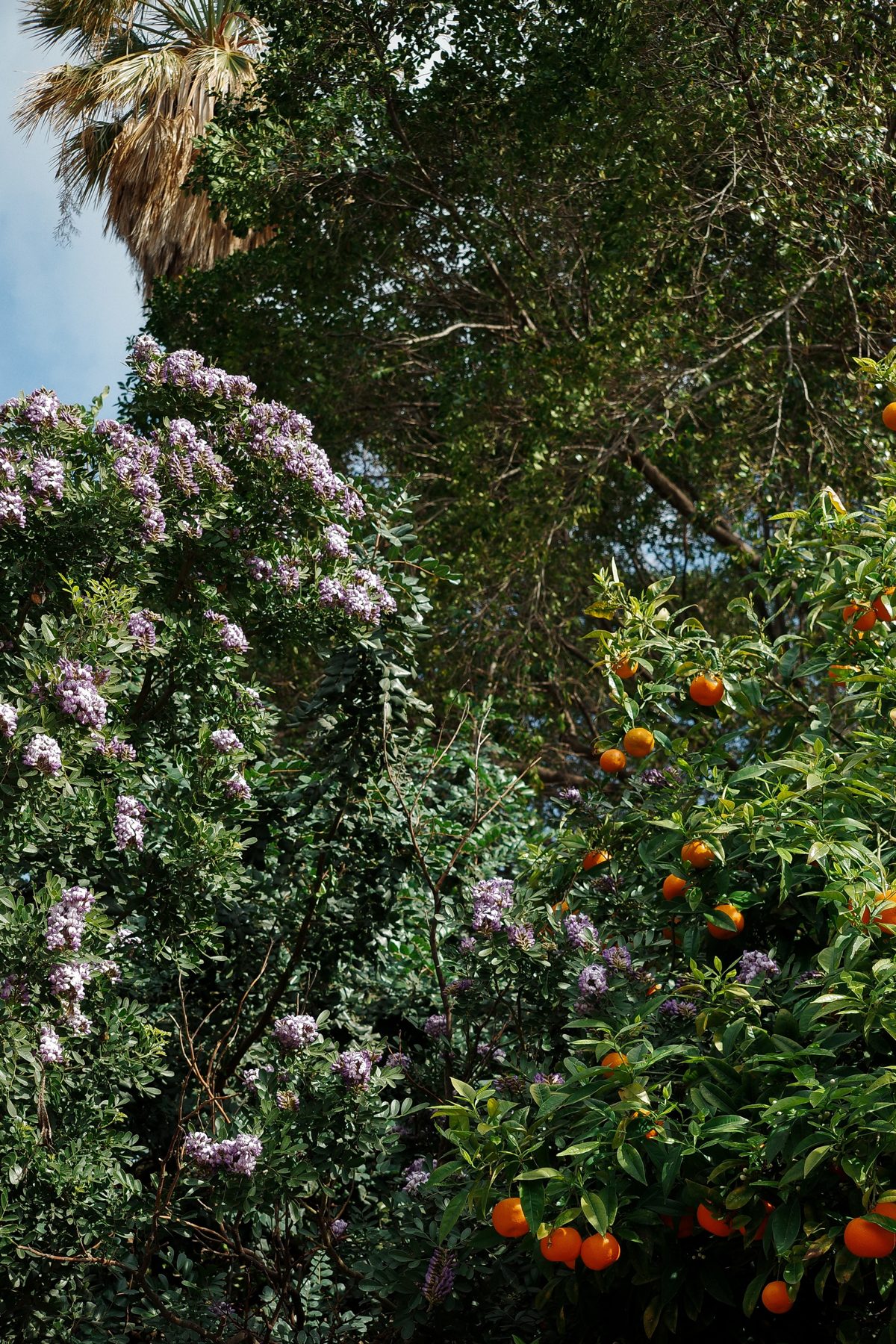 An orange tree in a courtyard