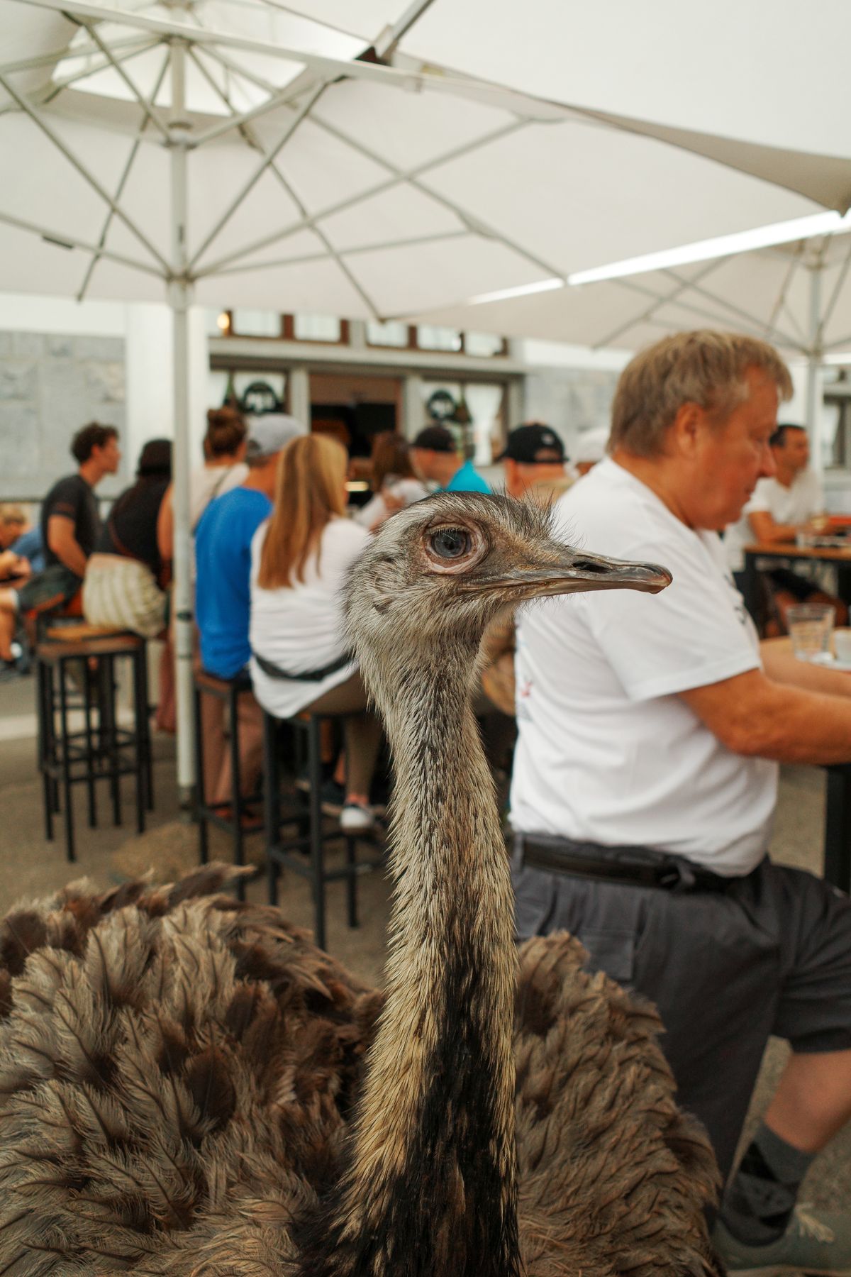 The emu, up close