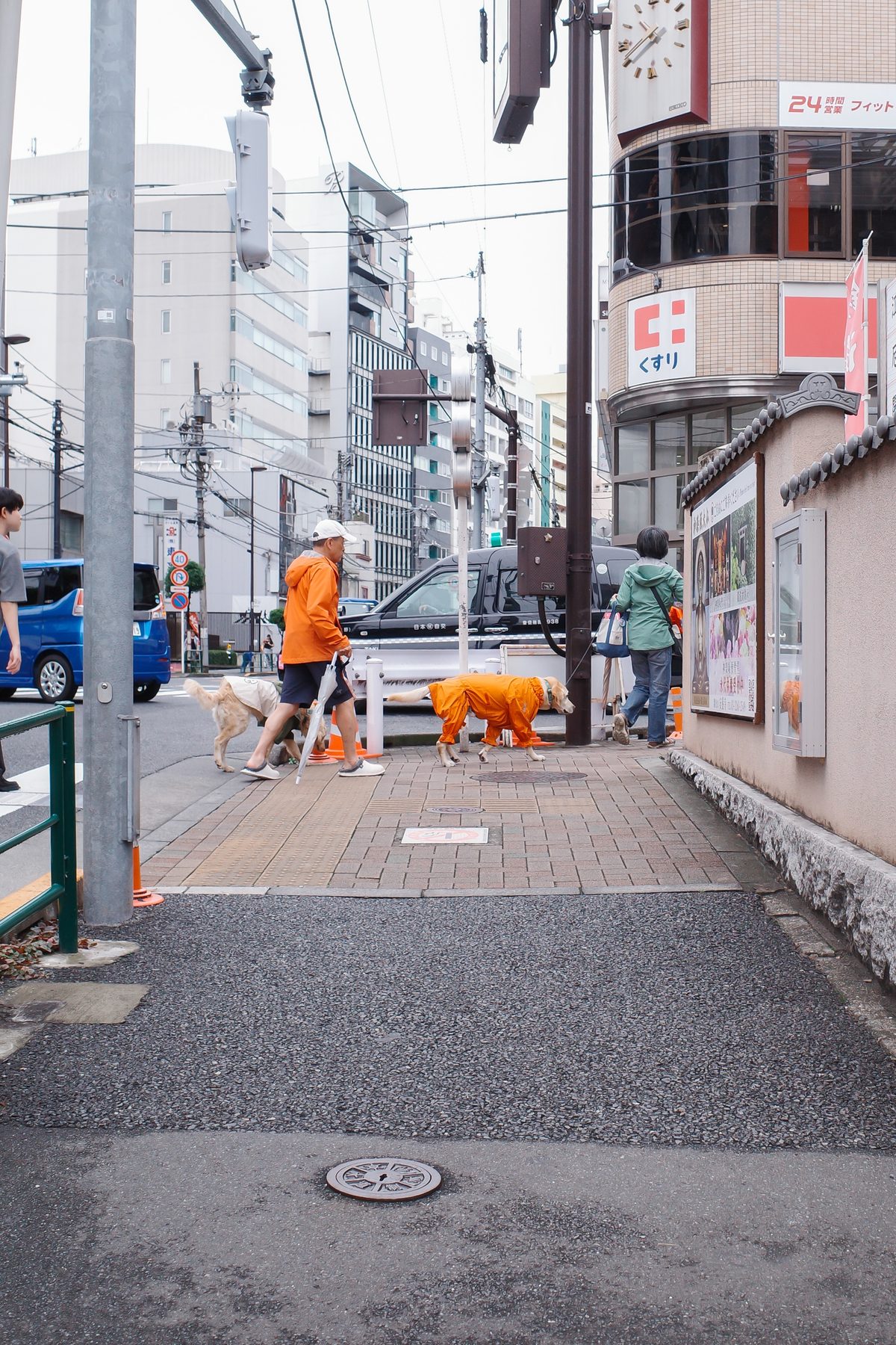 A woman walking her dogs in orange coats