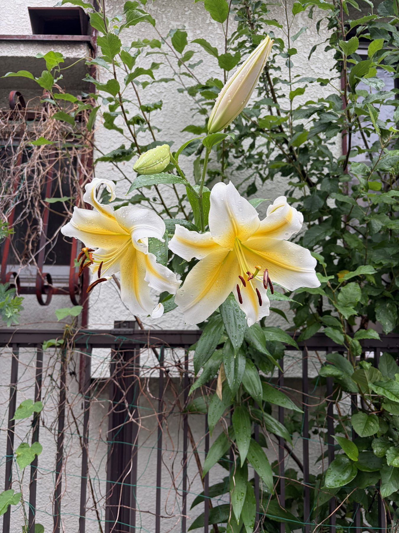 Lilies over a fence