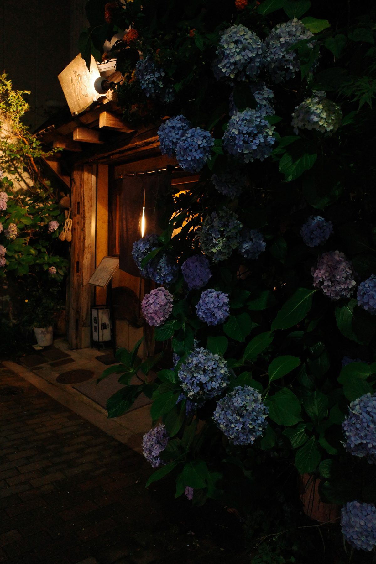 Hydrangeas in front of a restaurant at night