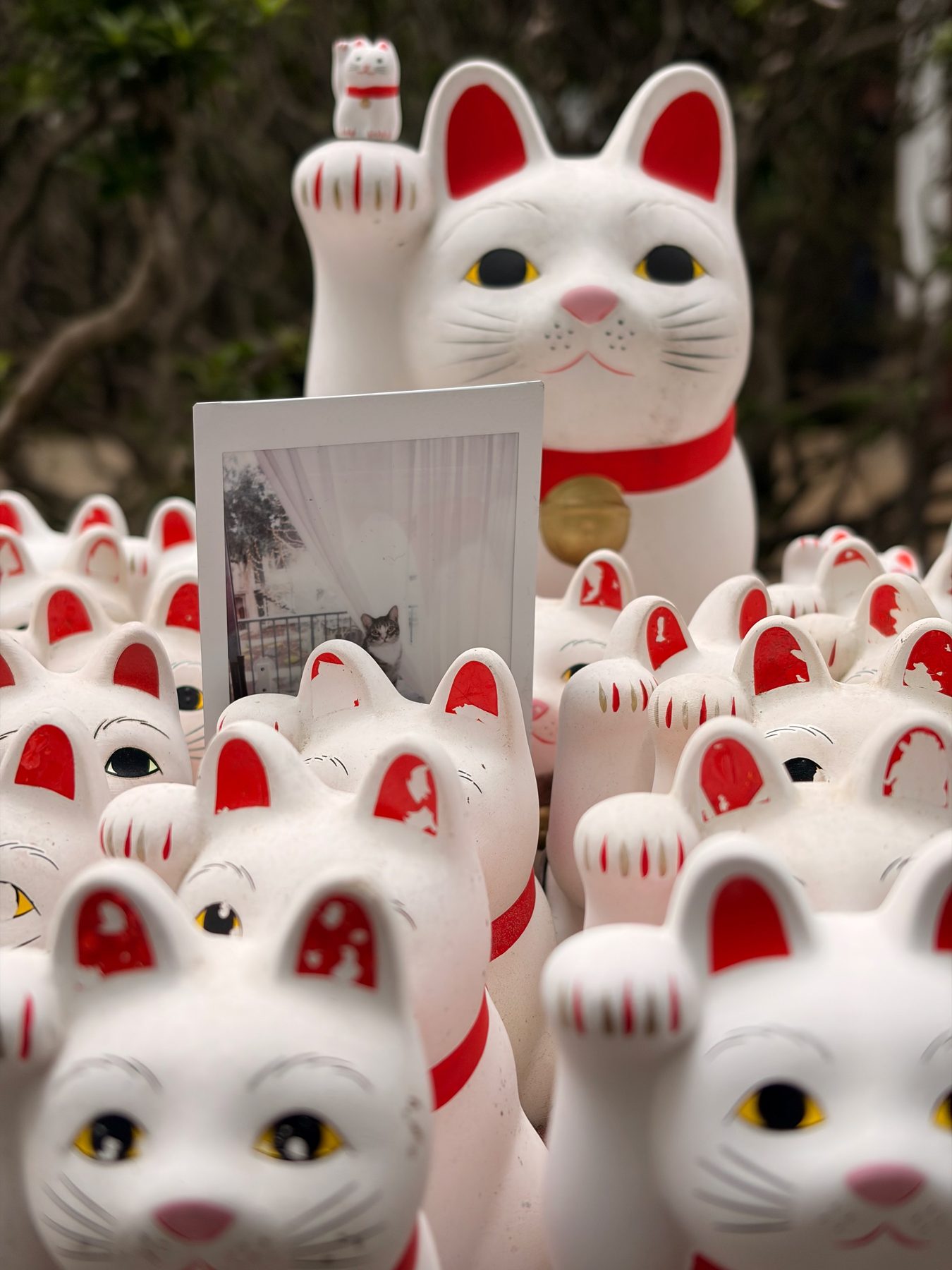 Hundreds of white lucky cats at Gotoku-ji