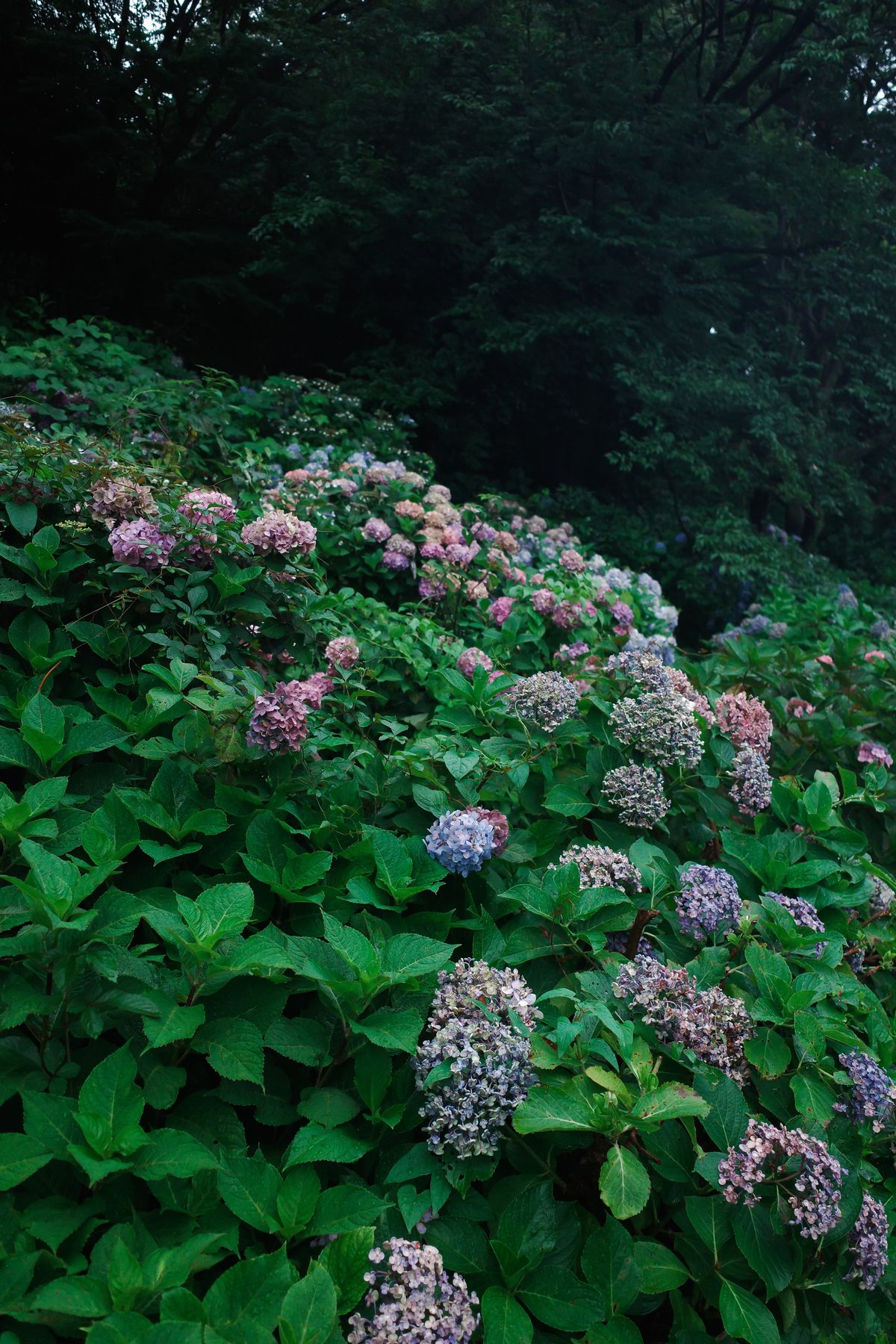 Hydrangeas in bloom