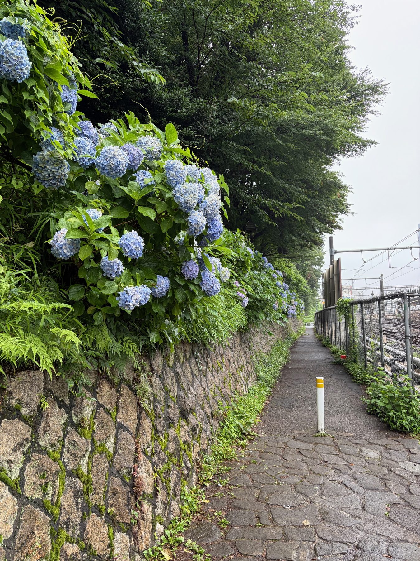 The hydrangea path along the railway