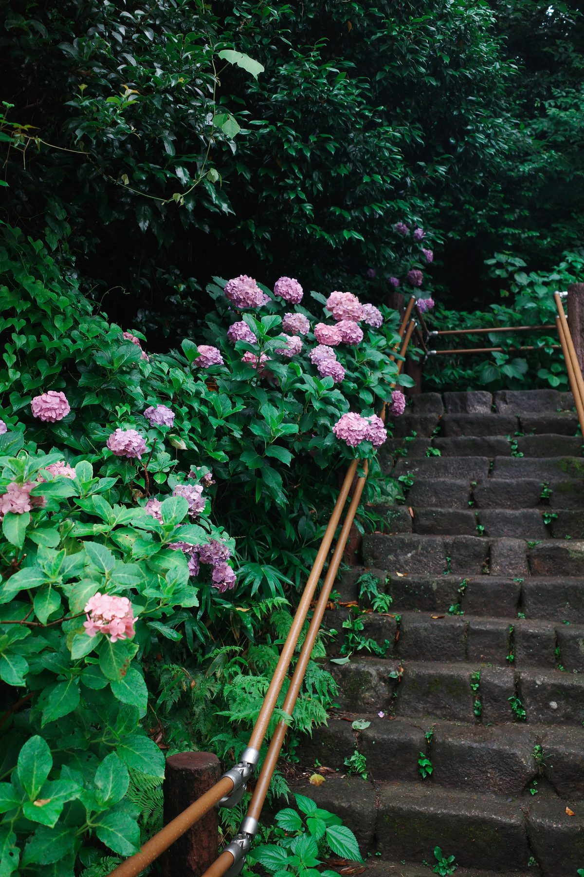 Stone stairs through the hydrangeas