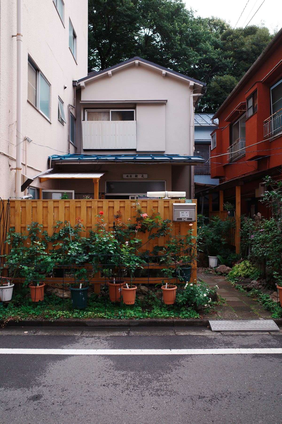 A house covered in plants
