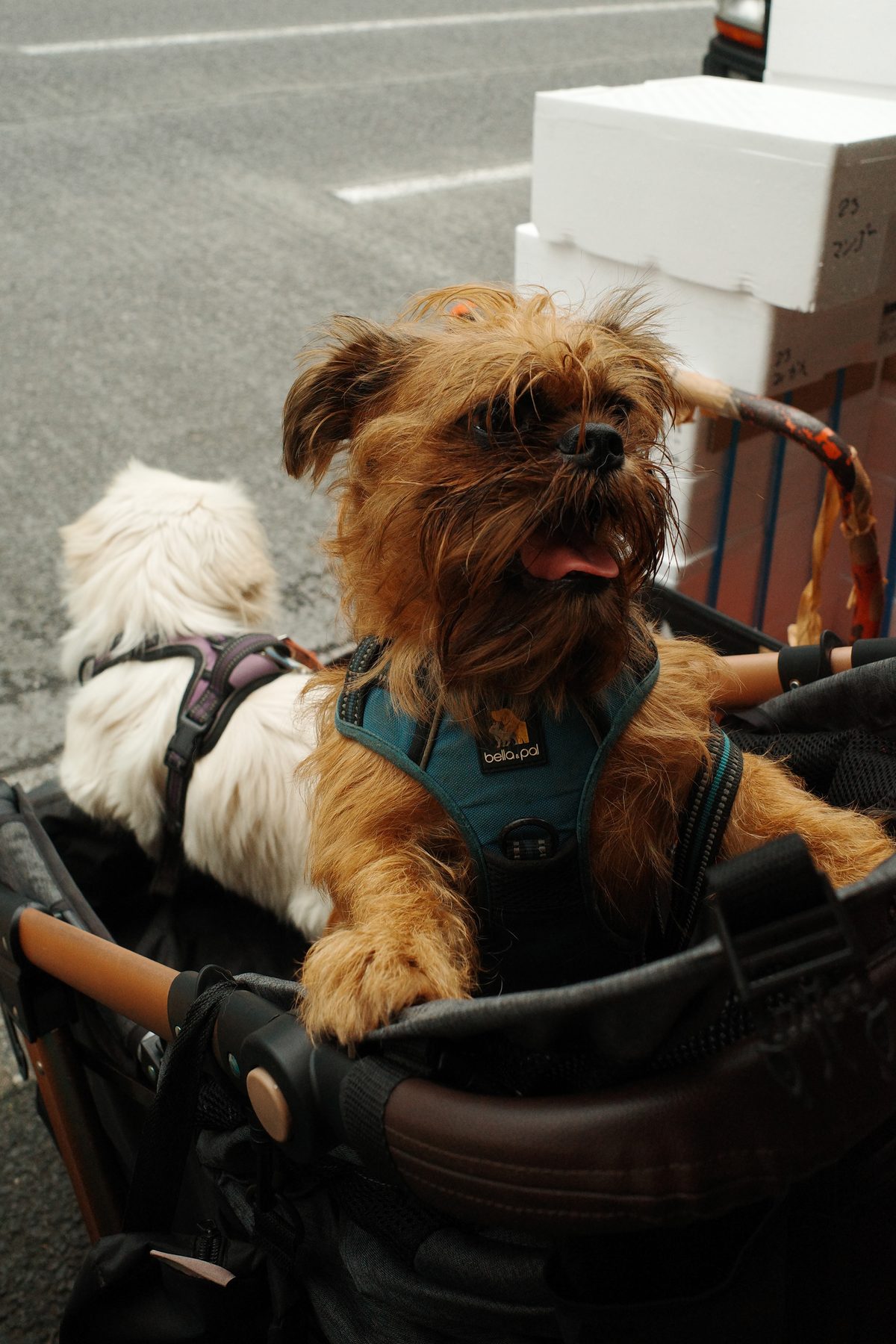 A dog in a bag at the market