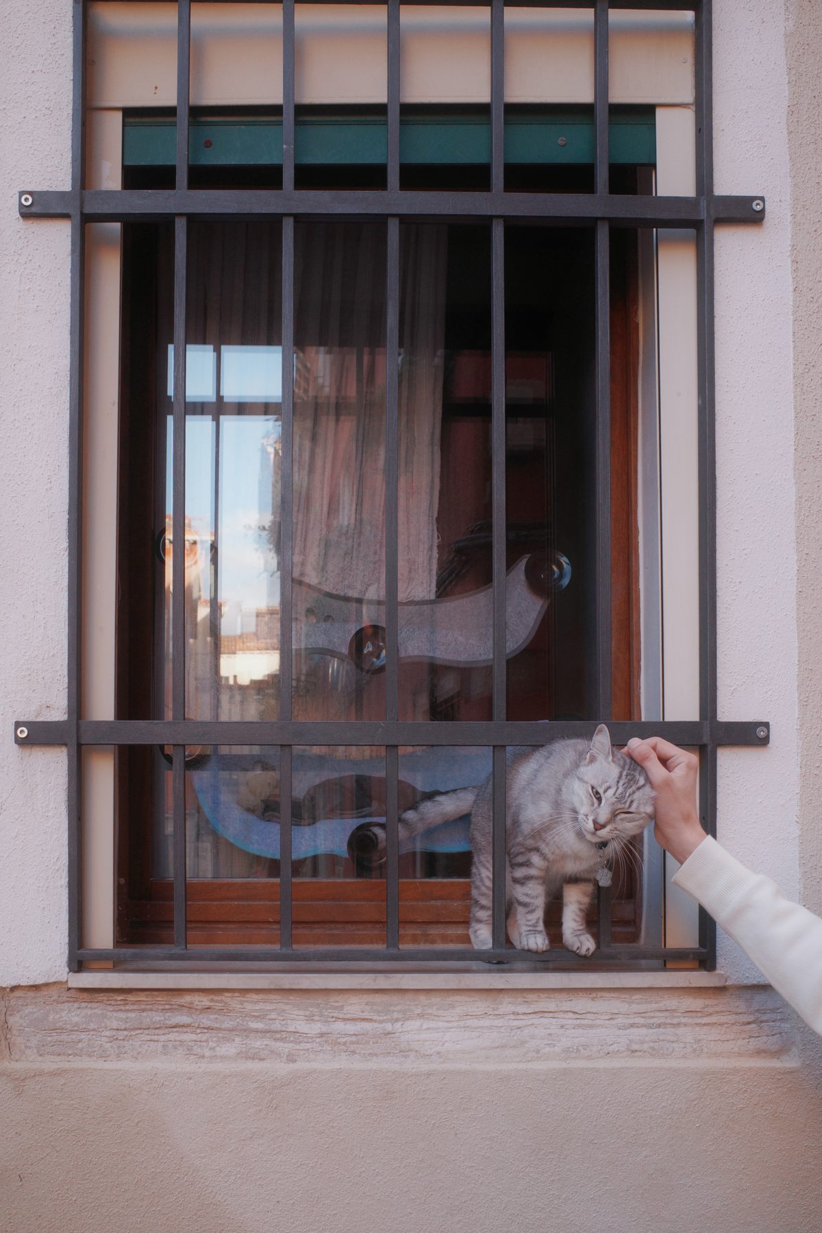 A cat in a window